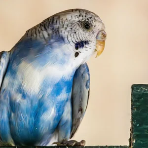 Healthy Budgies named Budgies & Chicks and Adults available in Bhopal