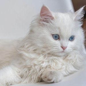 Healthy Persian Kitten named Persian Kitten (Doll Face) available in Mohali