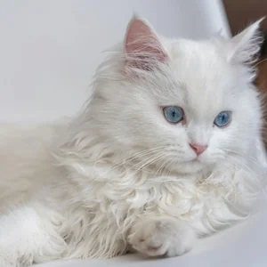 Healthy Persian Kitten named Persian Kitten (Doll Face) available in Mohali