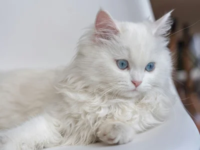 Persian Kitten (Doll Face)