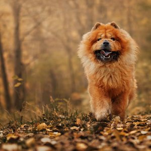 Healthy Chow Chow Puppy | Fawn Color named Chow Chow Puppy |  Fawn Color available in Gurgaon