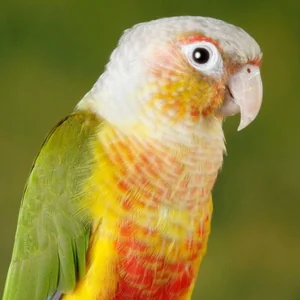 Healthy Pineapple Headed Conure named Pineapple Headed Conure available in Mohali