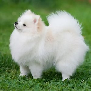 Healthy Pomeranian Puppy named Pomeranian Puppy available in Mohali