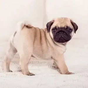 Healthy Pug Puppy named Pug Puppy | Apricot Color available in Mohali