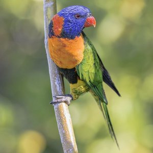 Healthy Red Collared Lorikeet named Red Collared Lorikeet available in Mohali