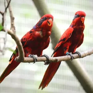 Healthy Red Lorikeet named Red Lorikeet available in Mohali