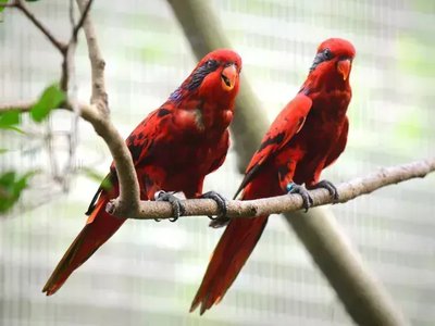 Red Lorikeet