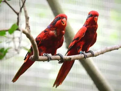 Red Lorikeet