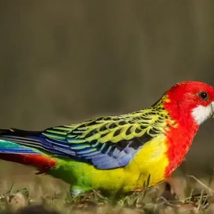 Healthy Rosella Bird named Rosella Bird available in Mohali