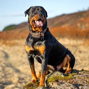 Healthy Rottweiler Puppy named Rottweiler Puppy available in Mohali