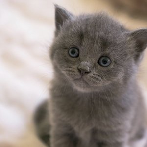 Healthy Russian Blue Kitten named Russian Blue Kitten available in Mohali