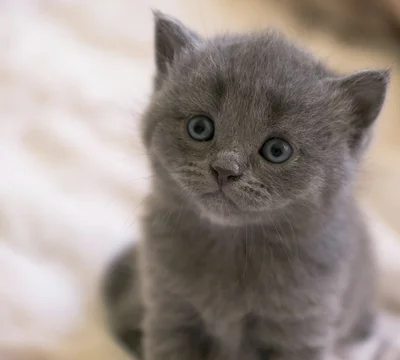 Healthy Russian Blue Kitten available for doorstep delivery