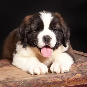 Healthy Saint Bernard Puppy named Saint Bernard Puppy available in Mohali