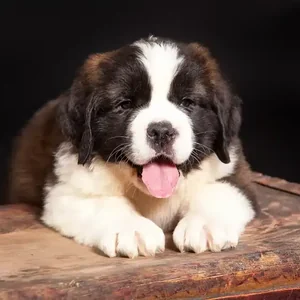 Healthy Saint Bernard Puppy named Saint Bernard Puppy available in Mohali
