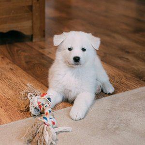 Healthy Samoyed Puppy | White named Samoyed Puppy | White available in Mohali