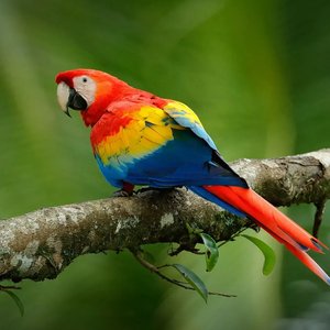Healthy Scarlet Macaw named Scarlet Macaw available in Mohali