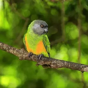 Healthy Senegal Parrot named Senegal Parrot available in Mohali