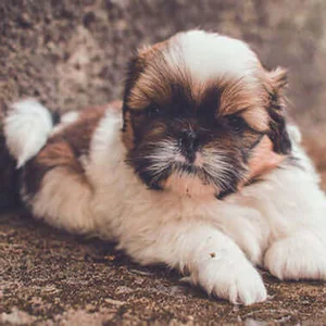 Healthy Shih Tzu Puppy Brown & Black named Shih Tzu Puppy | Brown & White available in Mohali