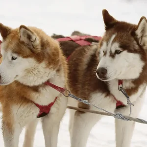 Healthy Siberian Husky Puppy | Copper & White Color named Siberian Husky Puppy | Copper & White Color available in Mohali