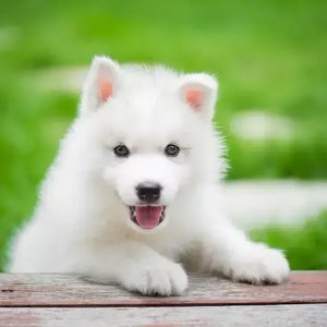 Healthy Siberian Husky Puppy | White Color named Siberian Husky Puppy | White Color available in Mohali