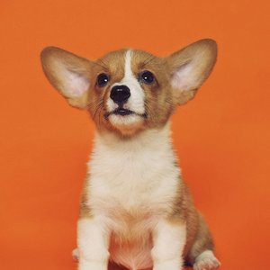 Healthy Siberian Husky Puppy | Black & White Color named Siberian Husky Puppy available in Gurgaon