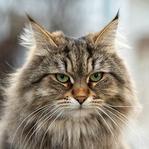 Healthy Siberian Kitten named Siberian Kitten available in Mohali