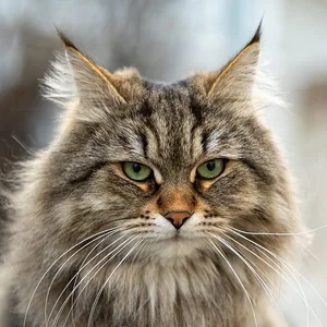 Healthy Siberian Kitten named Siberian Kitten available in Mohali