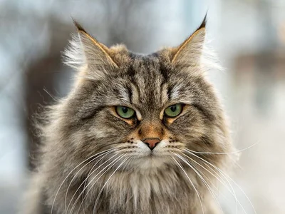Siberian Kitten
