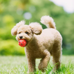 Healthy Standard Poodle Puppy named Standard Poodle Puppy available in Mohali