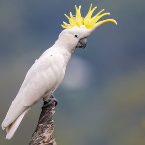 Healthy Sulphur Crested Cockatoo named Sulphur Crested Cockatoo available in Mohali