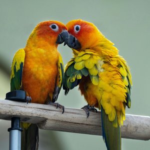 Healthy Sun Conure named Sun Conure available in Mohali