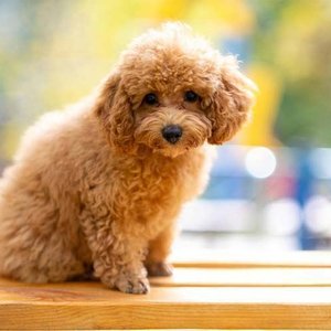 Healthy Toy Poodle Puppy named Toy Poodle Puppy available in Mohali