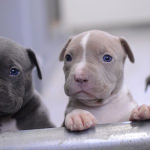 Healthy Pitbull Terrier Puppy named Pitbull Terrier Puppy available in Gurgaon