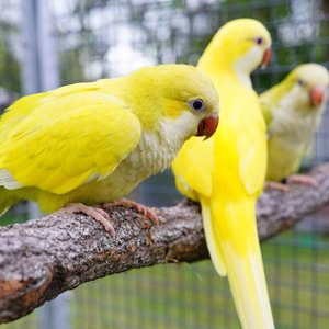 Healthy Yellow Monk | Lutino Quaker Parrot named Yellow Monk | Lutino Quaker Parrot available in Mohali