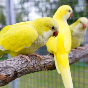 Healthy Yellow Monk | Lutino Quaker Parrot named Yellow Monk | Lutino Quaker Parrot available in Mohali