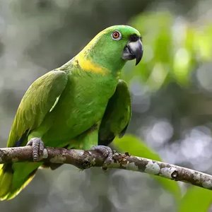 Healthy Yellow Naped Amazon named Yellow Naped Amazon available in Mohali