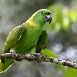 Healthy Yellow Naped Amazon named Yellow Naped Amazon available in Mohali