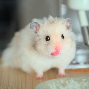 Healthy Syrian Hamster Babies named Syrian Hamster Babies available in Mohali